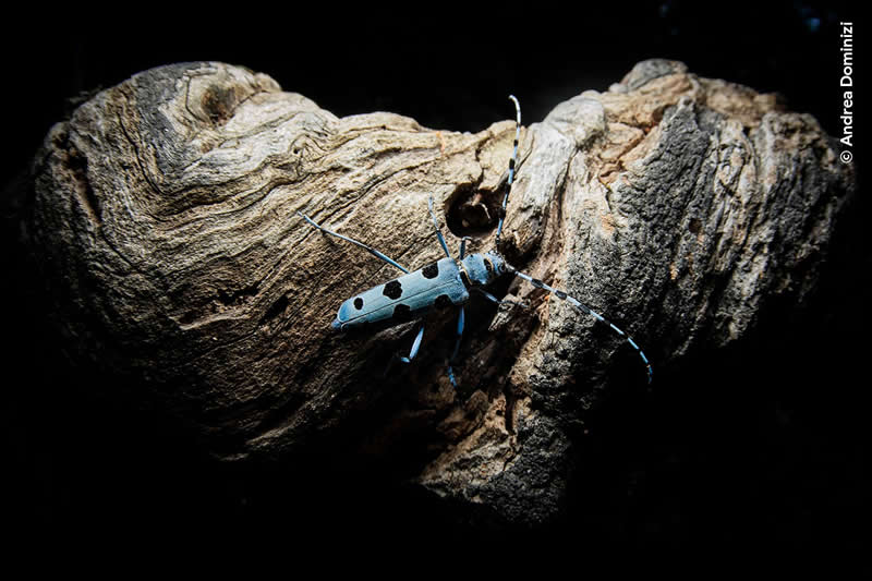 Young Wildlife Photographer of the Year Andrea Dominizi