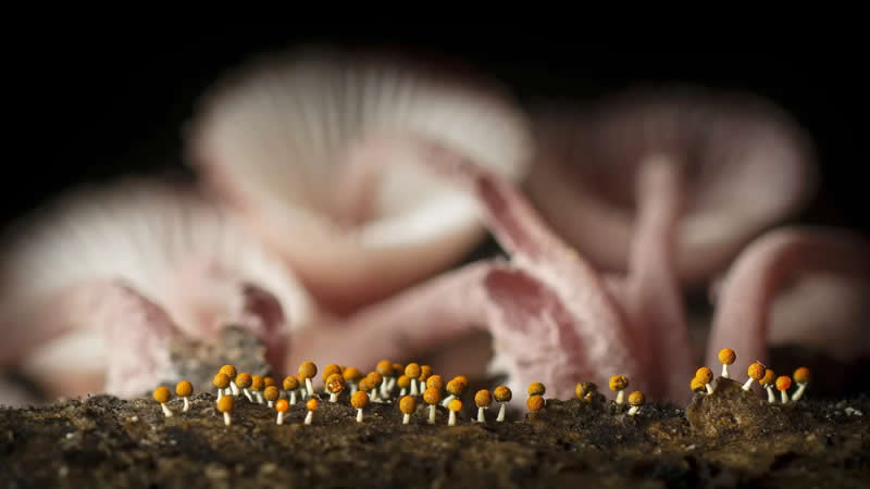 Young Wildlife Photographer of the Year Andrea Dominizi