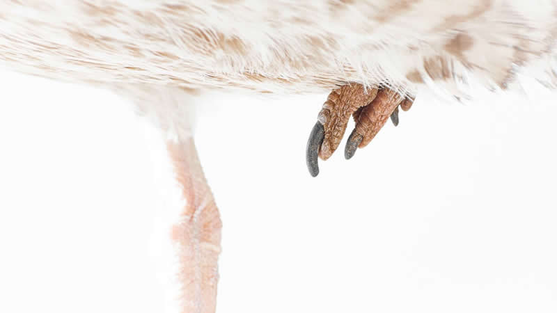 Young Wildlife Photographer of the Year Andrea Dominizi