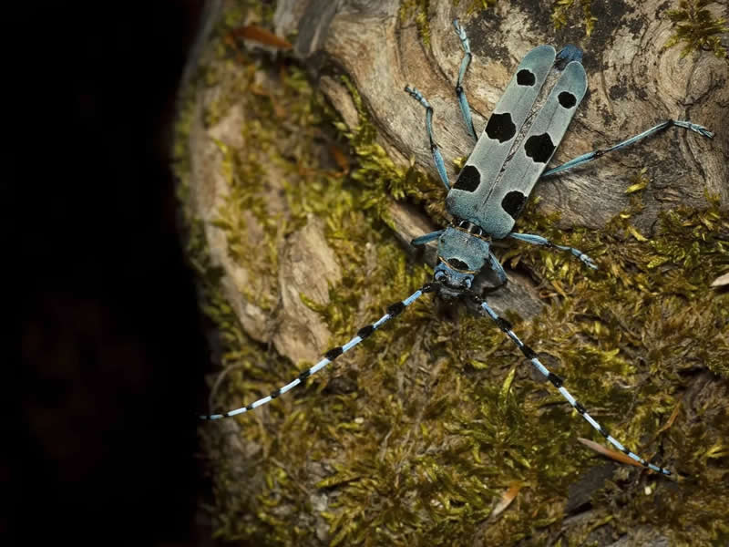 Young Wildlife Photographer of the Year Andrea Dominizi