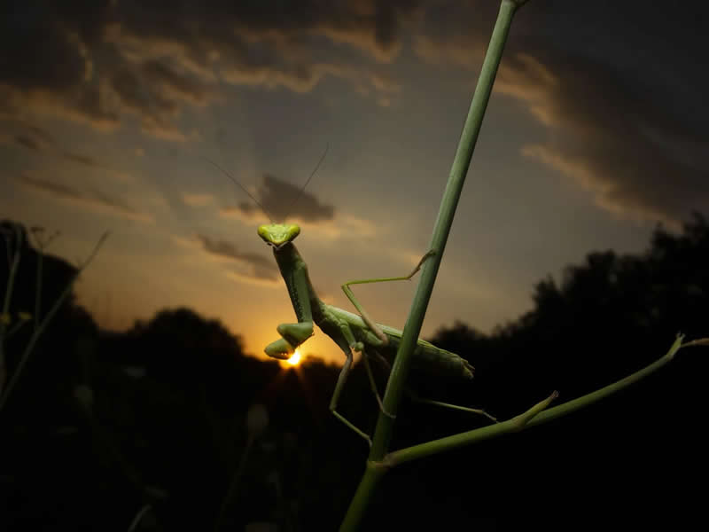 Young Wildlife Photographer of the Year Andrea Dominizi