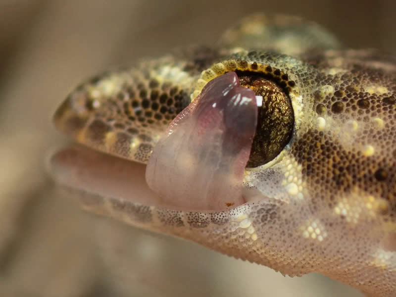 Young Wildlife Photographer of the Year Andrea Dominizi