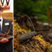 Young Wildlife Photographer of the Year Andrea Dominizi
