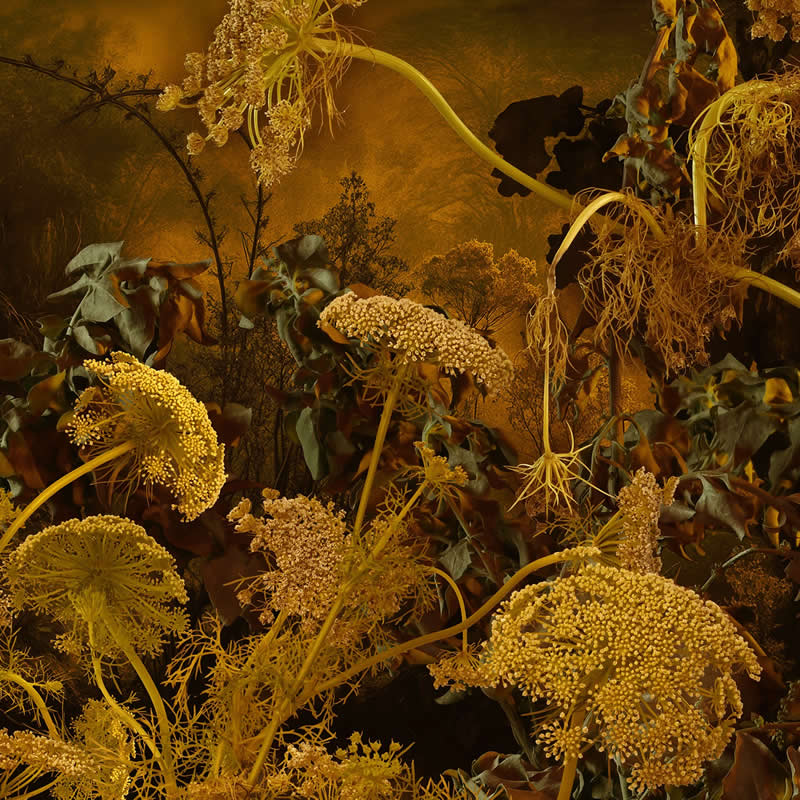Contest Winner - 3rd Place: Aurea by David Tortora & Jaime Travez&aacute;n - 1839 Awards Color Photography Contest 2026 Winners