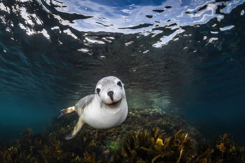 Animals - Bronze Winner: Sea Lion Smile by Remuna Beca - 1839 Awards Color Photography Contest 2026 Winners