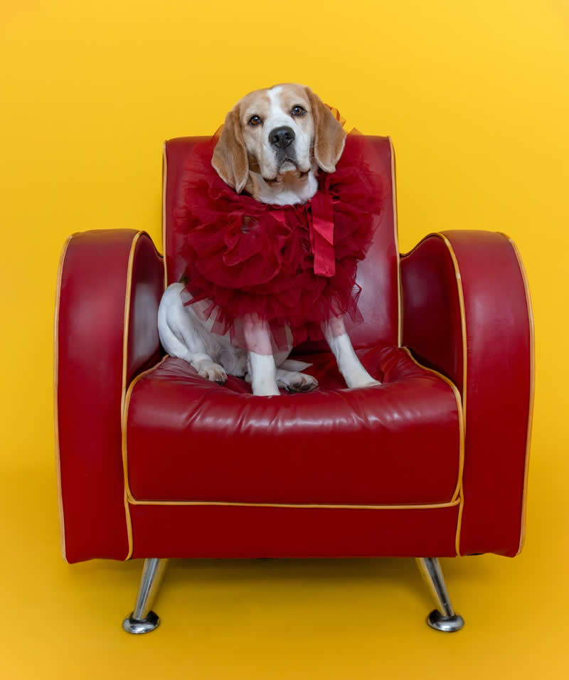 Animals - People&rsquo;s Vote Award: My chair by Isabella Robbeson - 1839 Awards Color Photography Contest 2026 Winners