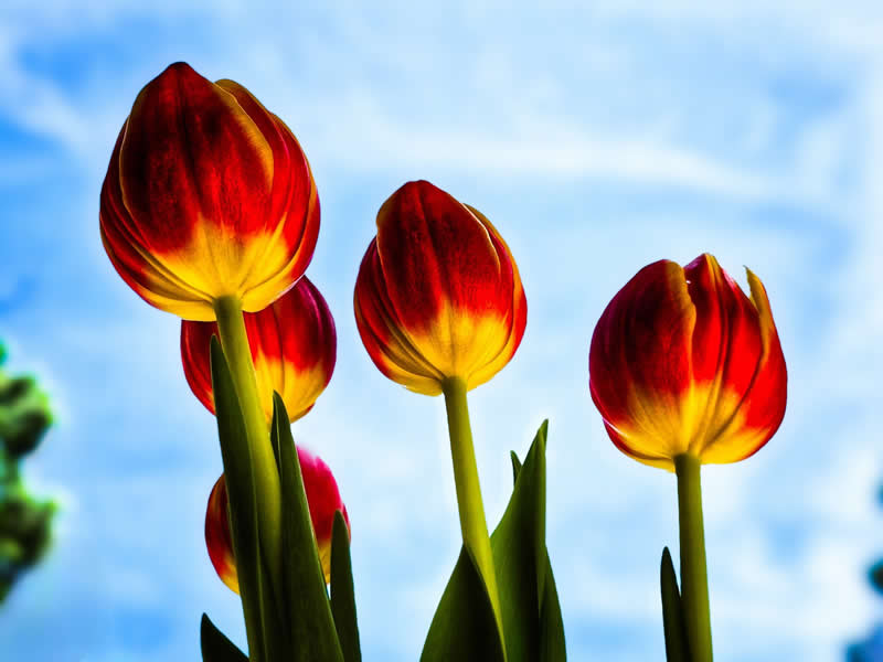 Nature - People&rsquo;s Vote Award: Reaching for the Light by Karen Horner - 1839 Awards Color Photography Contest 2026 Winners