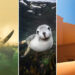 41 Remarkable Winners from the 1839 Color Photography Contest 2026 Awards 71 1839 Awards Color Photography Contest 2026 Winners