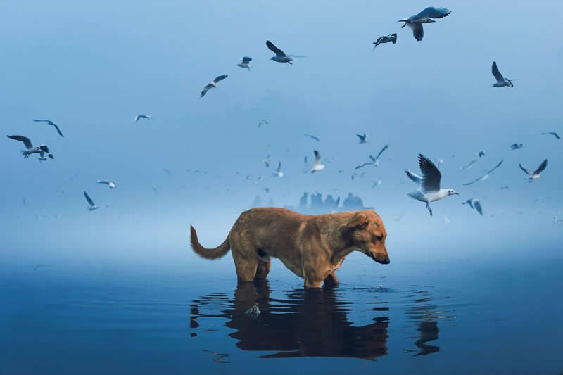 A brown dog stands calmly in shallow water surrounded by numerous flying seabirds in a misty blue environment. The water reflects the dog&rsquo;s silhouette, while distant birds and soft fog create a serene, atmospheric, and beautifully balanced composition.