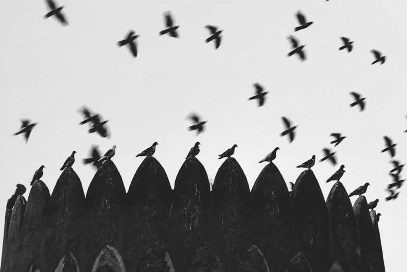 Black-and-white image showing several birds perched on a row of pointed architectural structures while numerous birds fly across the bright sky above. The contrast between stillness and motion, combined with repeating shapes, creates a striking and minimalist composition.