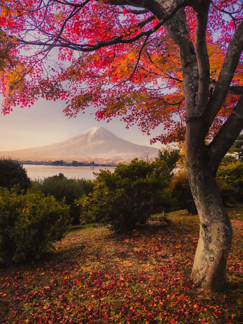 A scenic autumn landscape featuring a large tree with vibrant red and orange leaves framing a distant snow-capped mountain across a calm lake. Fallen leaves cover the foreground, while warm light enhances the rich colors and peaceful atmosphere.
