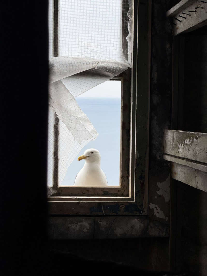 A white seagull stands outside an old window, viewed from a dim interior. A translucent curtain drifts across the frame, while the bright sky and distant sea create a soft backdrop. The scene conveys calmness, curiosity, and minimalist beauty.