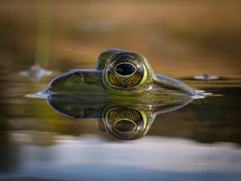 A close-up view of a frog partially submerged in calm water, with its large golden eye prominently visible. The water creates a near-perfect reflection of the frog&rsquo;s face, while the soft blurred background enhances the image&rsquo;s detail, symmetry, and serene atmosphere.