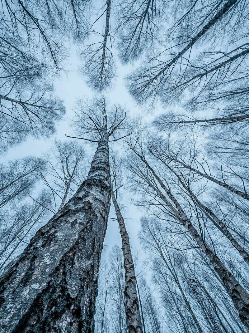 An upward-looking view from the forest floor shows tall leafless trees stretching toward a pale winter sky. The trunks and branches converge around the center of the frame, creating dramatic perspective, natural symmetry, and a striking sense of height and depth.