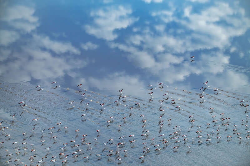  - Academy Photo Awards Nature 2026 Winners