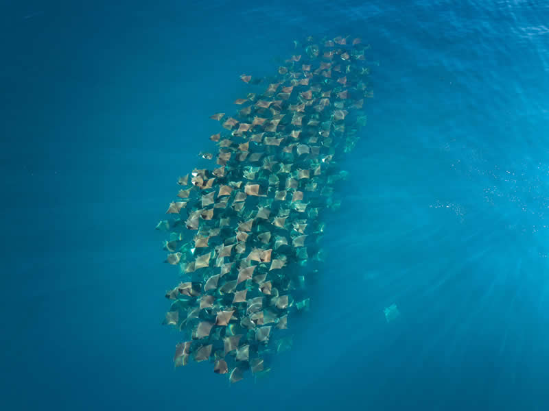  - Academy Photo Awards Nature 2026 Winners