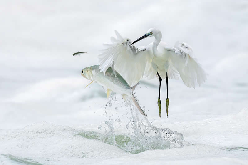  - Academy Photo Awards Nature 2026 Winners