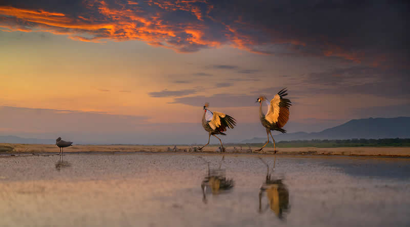  - Academy Photo Awards Nature 2026 Winners