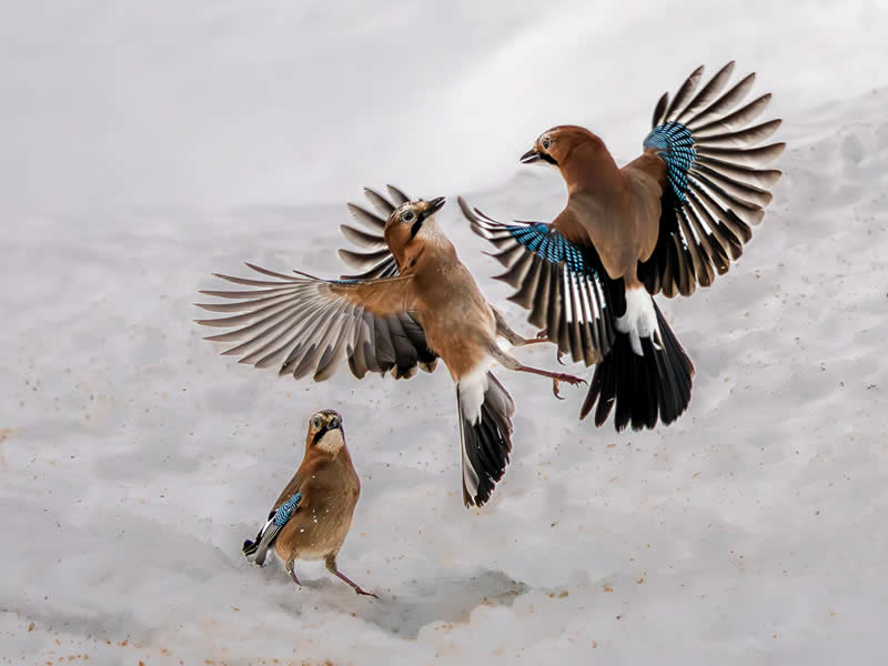  - Academy Photo Awards Nature 2026 Winners