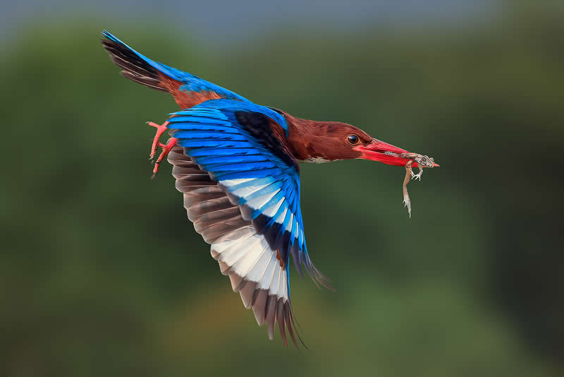  - Academy Photo Awards Nature 2026 Winners