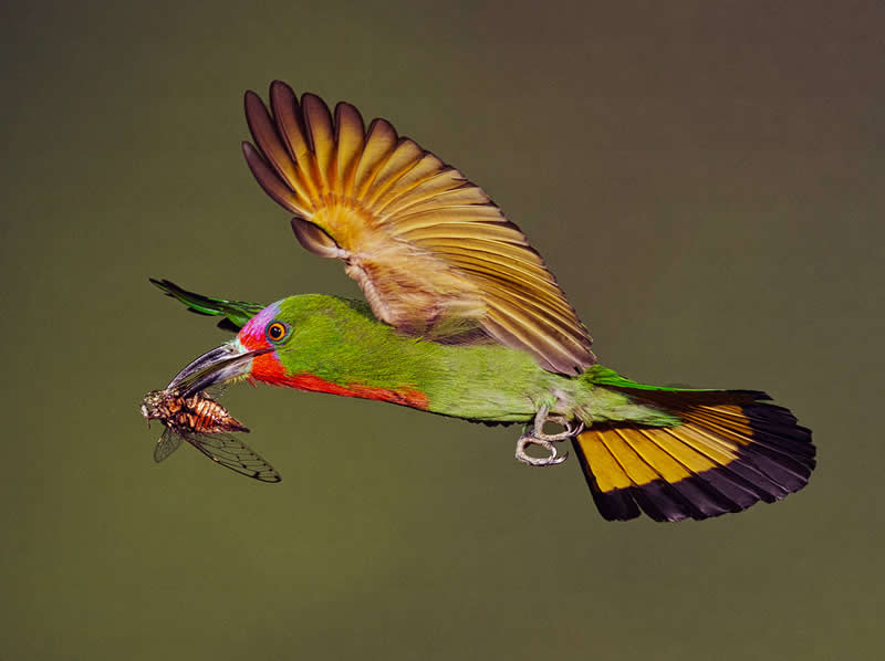  - Academy Photo Awards Nature 2026 Winners