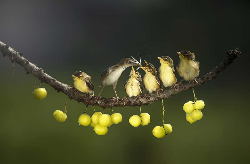  - Academy Photo Awards Nature 2026 Winners