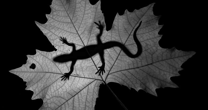  - Academy Photo Awards Nature 2026 Winners