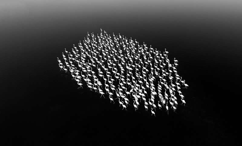  - Academy Photo Awards Nature 2026 Winners