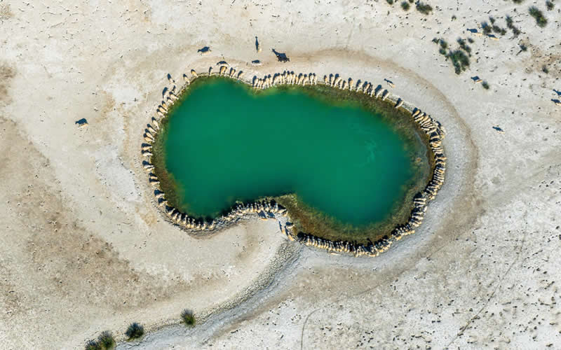  - Academy Photo Awards Nature 2026 Winners