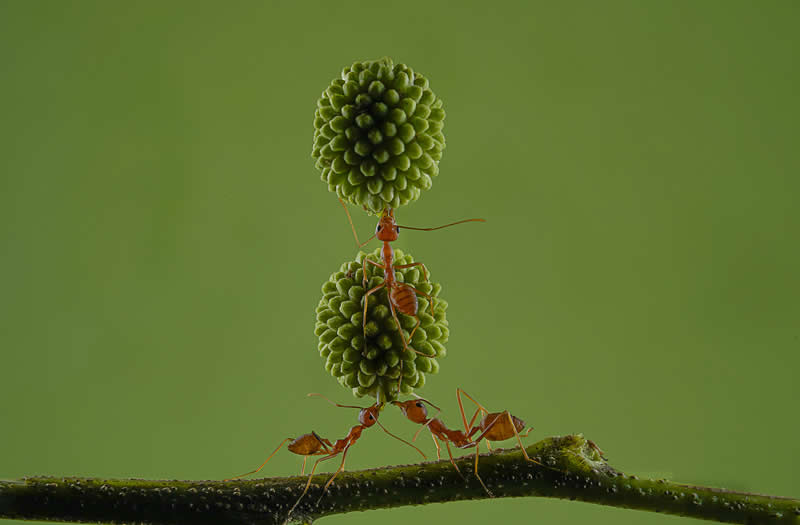  - Academy Photo Awards Nature 2026 Winners