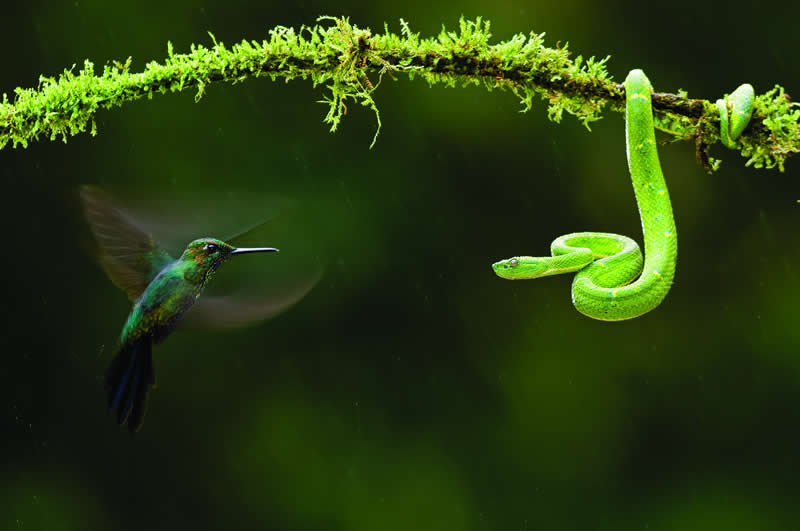  - Academy Photo Awards Nature 2026 Winners