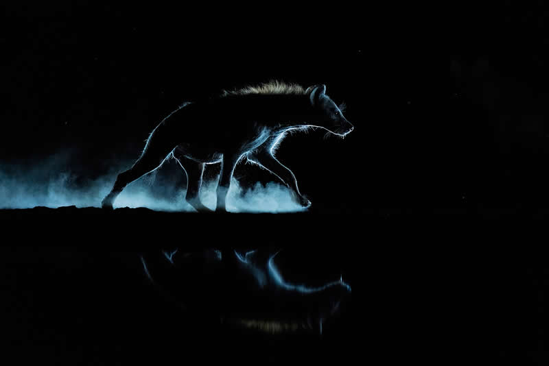  - Academy Photo Awards Nature 2026 Winners