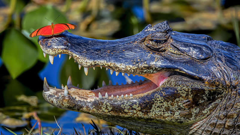 - Academy Photo Awards Nature 2026 Winners