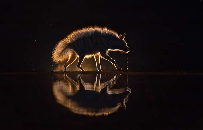  - Academy Photo Awards Nature 2026 Winners