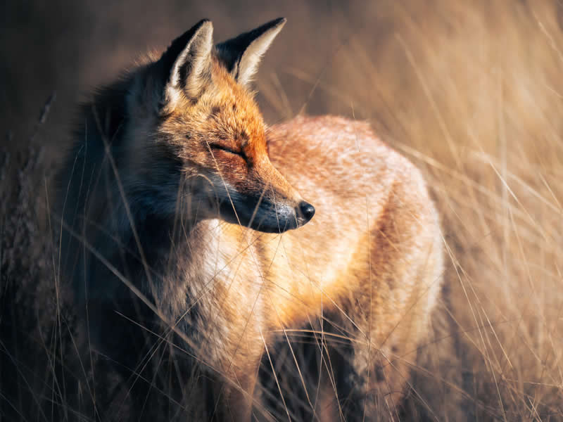  - Academy Photo Awards Nature 2026 Winners