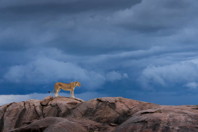 - Academy Photo Awards Nature 2026 Winners