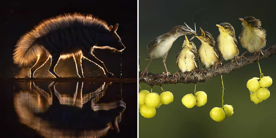 Academy Photo Awards 2026 Nature Winners