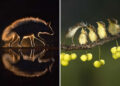 Academy Photo Awards 2026 Nature Winners