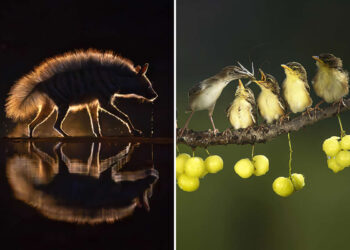 Academy Photo Awards 2026 Nature Winners