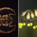 Celebrating the Wild: 42 Winning Nature Photos From the Academy Photo Awards 2026 41 Academy Photo Awards 2026 Nature Winners