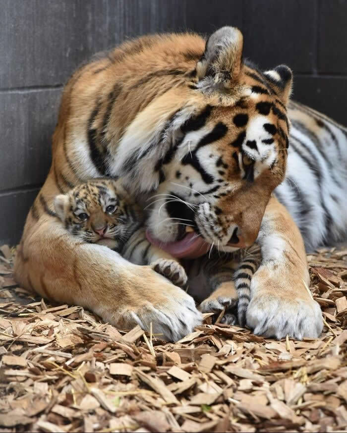 Mother tiger lovingly grooming her newborn cub while holding it protectively between her paws on a bed of wood chips.