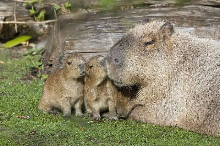 Mother capybara resting on grass with three baby capybaras cuddled closely beside her near a fallen log, creating a peaceful and affectionate family scene.