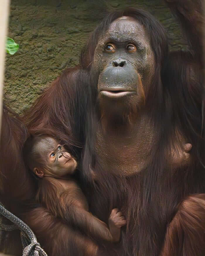 Baby orangutan cuddling closely against its mother while looking up at her face, capturing a tender moment of affection, trust, and maternal protection.