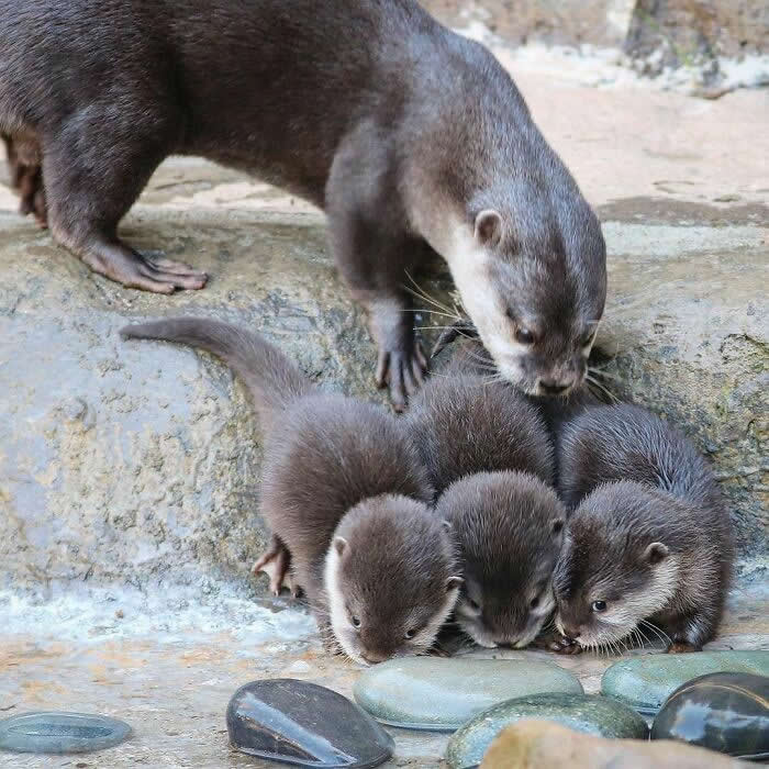 Mother otter lovingly tending to her four young pups gathered closely on rocks, creating a touching scene of family care, protection, and early exploration.