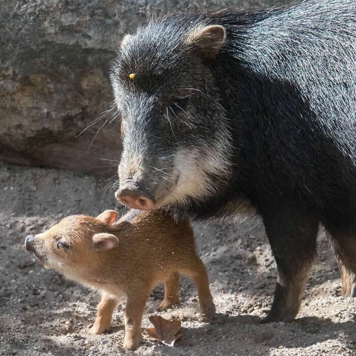 Mother peccary standing closely beside her young piglet, gently watching over it as they walk together on sandy ground in a tender display of parental care.
