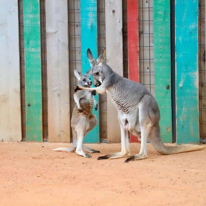 Mother kangaroo affectionately hugging and grooming her young joey while standing together in front of a colorful wooden fence, displaying a touching bond of love and protection.