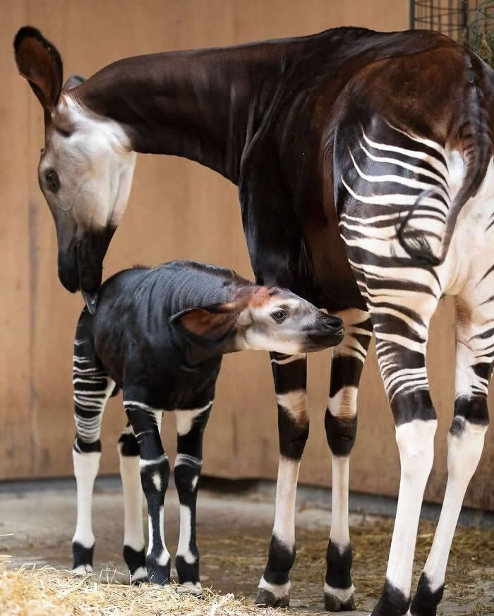 Mother okapi standing protectively beside her young calf, gently nuzzling it as the newborn stands close, showcasing a tender bond between parent and child.