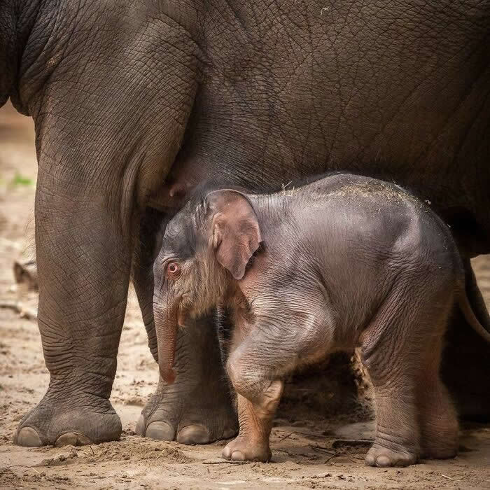 Baby elephant standing close beneath its mother&rsquo;s body and legs, seeking comfort and protection while exploring its surroundings in a touching display of maternal care.