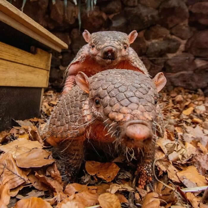 Baby armadillo riding on its mother&rsquo;s back among fallen leaves, illustrating a tender moment of maternal care, protection, and companionship in a natural setting.