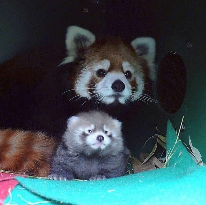 Red panda mother sitting behind her fluffy cub inside a sheltered den, sharing a tender moment that highlights maternal care, warmth, and the close bond between parent and baby.